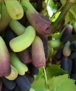 bibit buah anggur Moondrop import asli valid Sumatra Barat