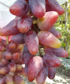 Bibit Anggur Import Jenis Oskar Cod Jawa Tengah