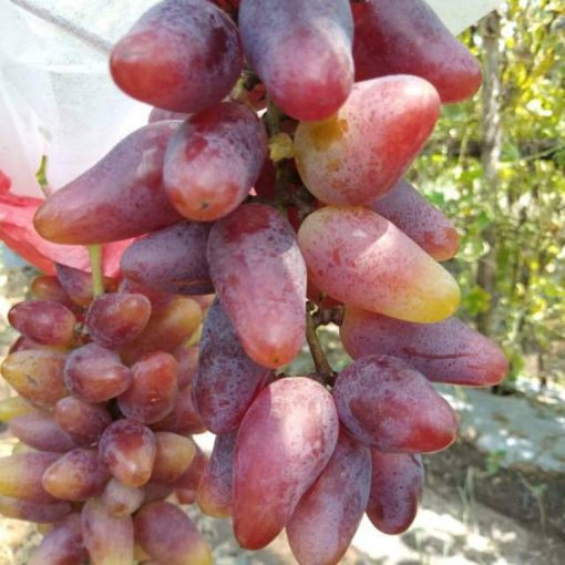 Bibit Anggur Import Jenis Oskar Cod Jawa Tengah