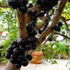 bibit anggur Brazil Riau
