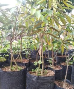 bibit tanaman buah durian montong kaki 3 siap berbuah Sulawesi Utara