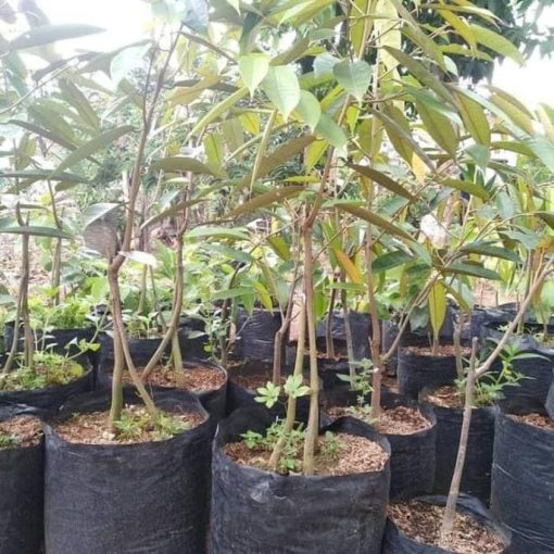 bibit tanaman buah durian montong kaki 3 siap berbuah Sulawesi Utara