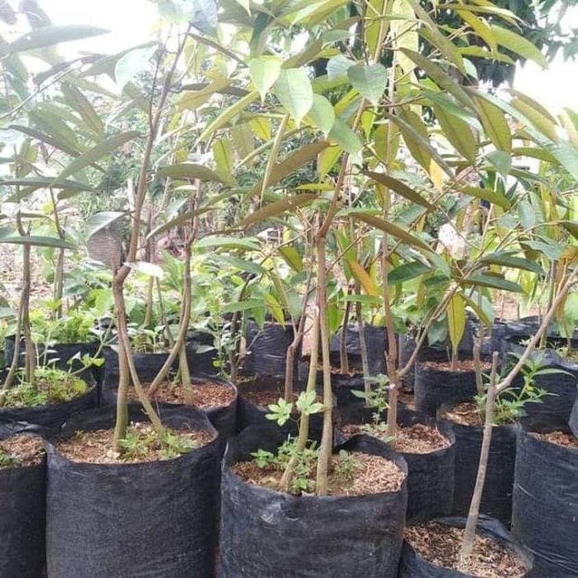 Gambar Produk bibit tanaman buah durian montong kaki 3 siap berbuah Sulawesi Utara