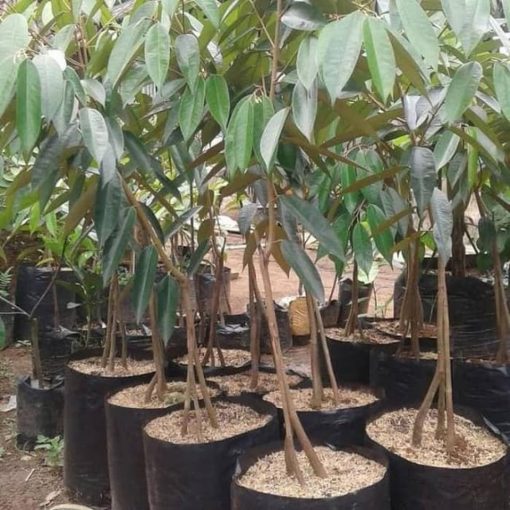 bibit tanaman buah durian montong kaki 3 siap berbuah Sulawesi Utara