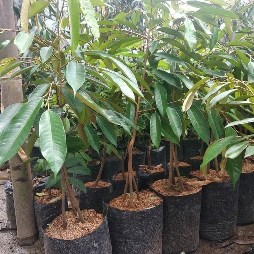 Gambar Produk bibit tanaman buah durian montong kaki 3 siap berbuah Sumatra Barat