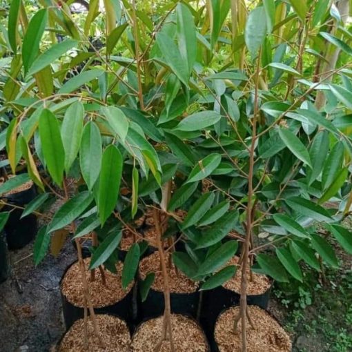 bibit tanaman buah durian montong kaki 3 siap berbuah Pariaman