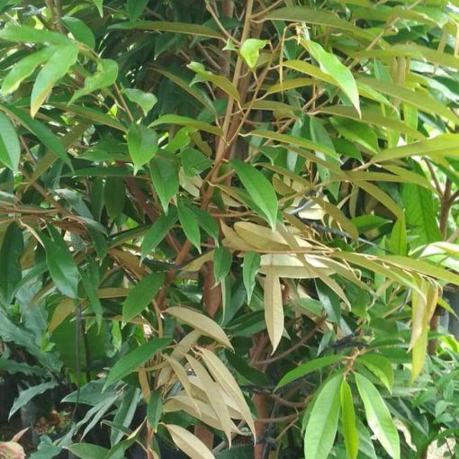 pling dicari bibit pohon durian musang king umur 3 tahun tinggi 1 5 meter hai Metro