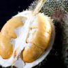 bibit durian oche duri hitam super Singkawang