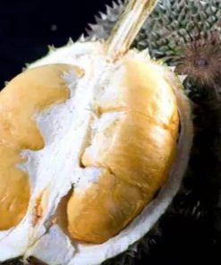 bibit durian oche duri hitam super Singkawang