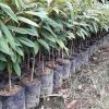 bibit durian monthong jumbo unggul Dumai