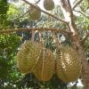 bibit durian bawor kaki 3 super Jawa Barat