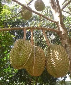 bibit durian bawor kaki 3 super Jawa Barat