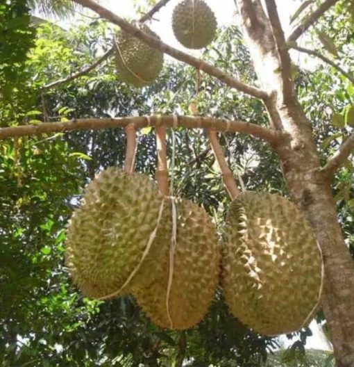 bibit durian bawor kaki 3 super Jawa Barat