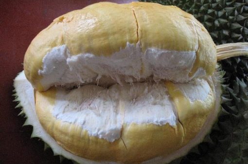 bibit tanaman durian bawor 60cm Balikpapan