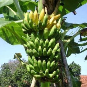 Pisang