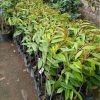 bibit durian bawor super Ambon