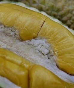 bibit durian montong kaki 3 okulasi genjah Daerah Istimewa Yogyakarta