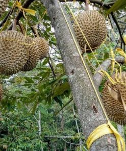 bibit durian montong kaki 3 okulasi genjah Payakumbuh