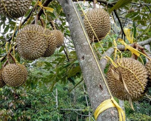 bibit durian montong kaki 3 okulasi genjah Payakumbuh