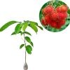 Bibit Tanaman Buah Rambutan Rapiah Dumai