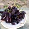 ANGGUR MOONDROP Kupang