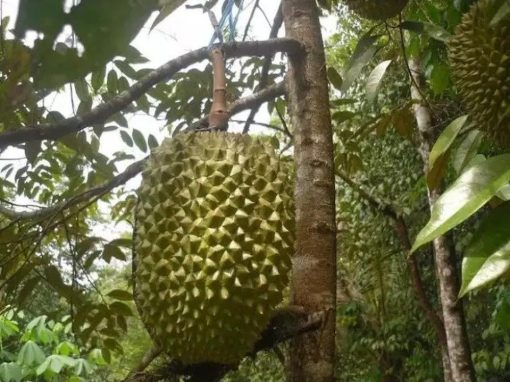 bibit tanaman buah durian bawor Aceh