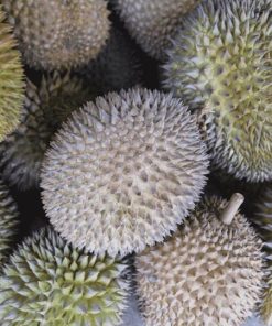 bibit tanaman buah durian bawor Bogor