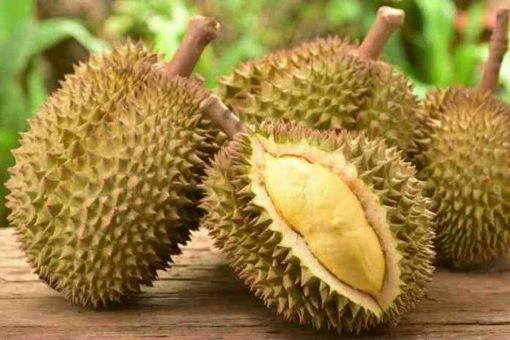 bibit tanaman buah durian bawor Nusa Tenggara Barat