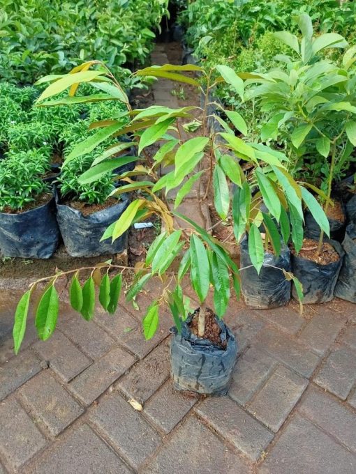 cangkok bibit tanaman pohon buah duren durian montong musang king medan palu bawor Padang