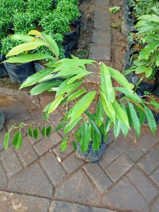 cangkok bibit tanaman pohon buah duren durian montong musang king medan palu bawor Maluku Utara