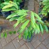 cangkok bibit tanaman pohon buah duren durian montong musang king medan palu bawor Sukabumi