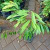 cangkok bibit tanaman pohon buah duren durian montong musang king medan palu bawor Gorontalo