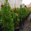 bibit pohon pucuk merah Jawa Barat