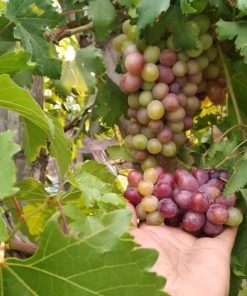bibit anggur import super dapat 10 pohon Pematangsiantar