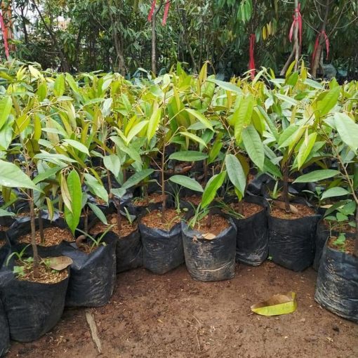 Bibit Durian Musangking Hasil Okulasi Cepat Berbuah Jawa Tengah