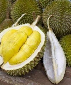 bibit durian musangking benih pohon tanaman buah okulasi bisa untuk tabulampot Jawa Timur