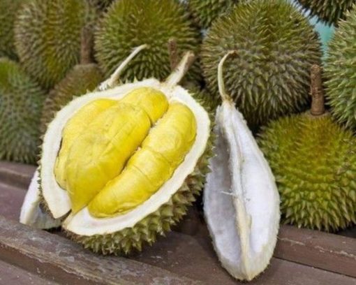 bibit durian musangking benih pohon tanaman buah okulasi bisa untuk tabulampot Jawa Timur