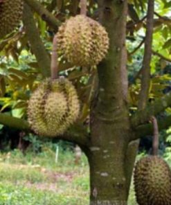 bibit durian bawor kaki 3 okulasi unggul Sulawesi Selatan