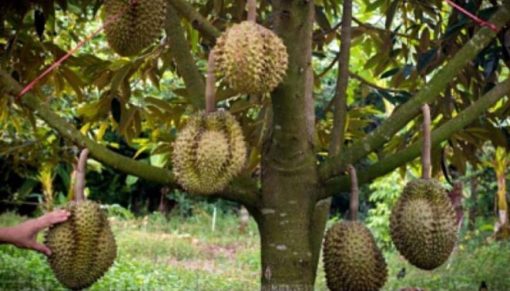 bibit durian bawor kaki 3 okulasi unggul Sulawesi Selatan