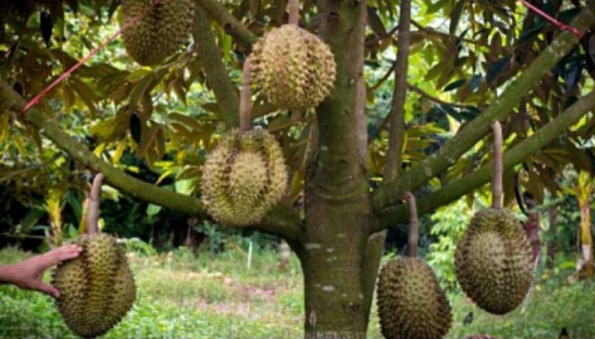 Gambar Produk bibit durian bawor kaki 3 okulasi unggul Sulawesi Selatan