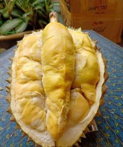 bibit durian bawor kaki 3 okulasi unggul Cirebon