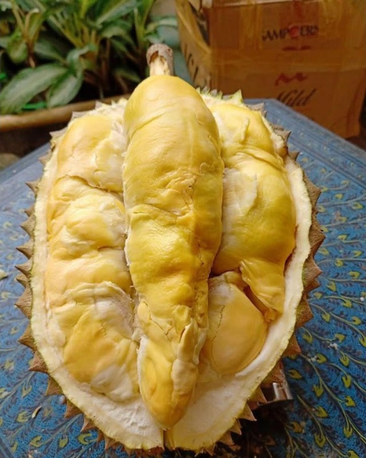 Gambar Produk bibit durian bawor kaki 3 okulasi unggul Cirebon
