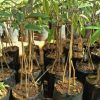 bibit durian bawor kaki 3 okulasi unggul Sumatra Utara