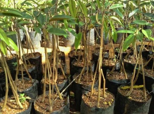 bibit durian bawor kaki 3 okulasi unggul Sumatra Utara
