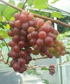 Tanaman Bibit Buah Anggur Import Jupiter Seedless Grafting okulasi cepat berbuah Maluku Utara