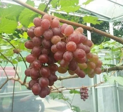 Tanaman Bibit Buah Anggur Import Jupiter Seedless Grafting okulasi cepat berbuah Pariaman