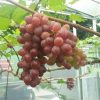 Tanaman Bibit Buah Anggur Import Jupiter Seedless Grafting okulasi cepat berbuah Bontang