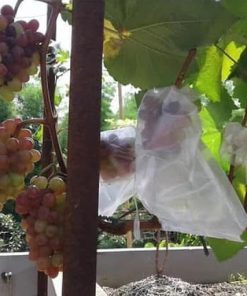Tanaman Bibit Buah Anggur Import Jupiter Seedless Grafting okulasi cepat berbuah Sabang