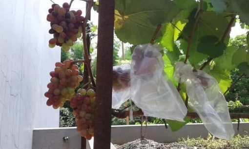Tanaman Bibit Buah Anggur Import Jupiter Seedless Grafting okulasi cepat berbuah Kalimantan Timur