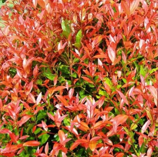 bibit tanaman bunga hias pucuk merah asli hidup murah bergaransi Batam
